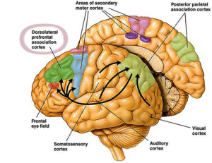 Dorsolateral Prefrontal Brain Map - The Monday Morning Memo